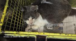 Shelter Stray Female Cat last seen JENNINGS, 4710 TX-151, San Antonio, TX 78227, USA
