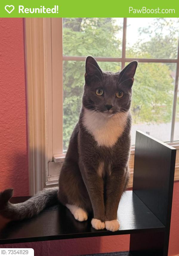 Reunited Male Cat last seen Near W Lynn St, Springfield, MO 65802, USA, Springfield, MO 65802