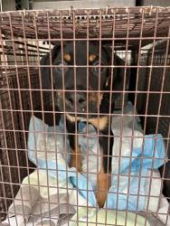 Shelter Stray Male Dog last seen , 4000 N Silverbell Rd, Tucson, AZ 85745, USA