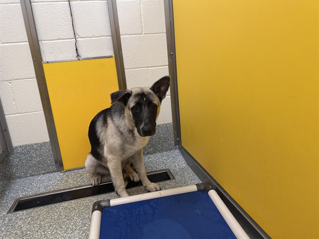 Shelter Stray Female Dog last seen , 4000 N Silverbell Rd, Tucson, AZ 85745, USA