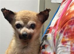 Shelter Stray Female Dog last seen , 4000 N Silverbell Rd, Tucson, AZ 85745, USA