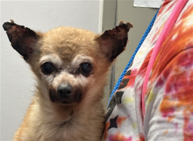 Shelter Stray Female Dog last seen , 4000 N Silverbell Rd, Tucson, AZ 85745, USA