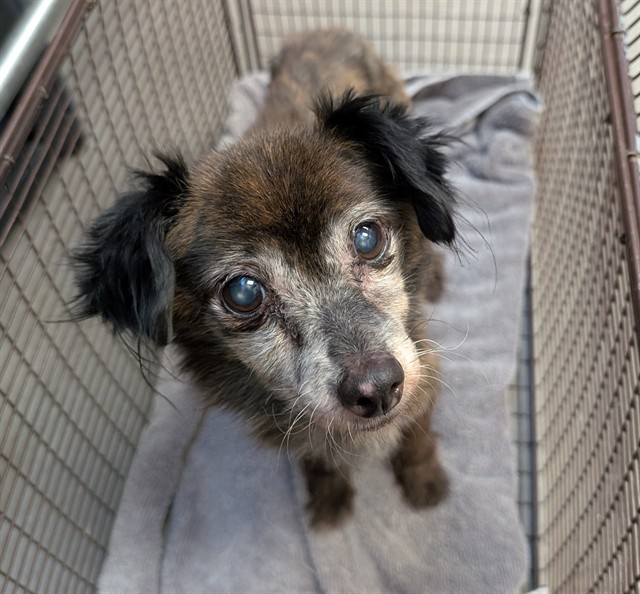 Shelter Stray Female Dog last seen , 4000 N Silverbell Rd, Tucson, AZ 85745, USA