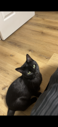 Reunited Female Cat last seen Lemont Rd 60439, Lemont, IL 60439
