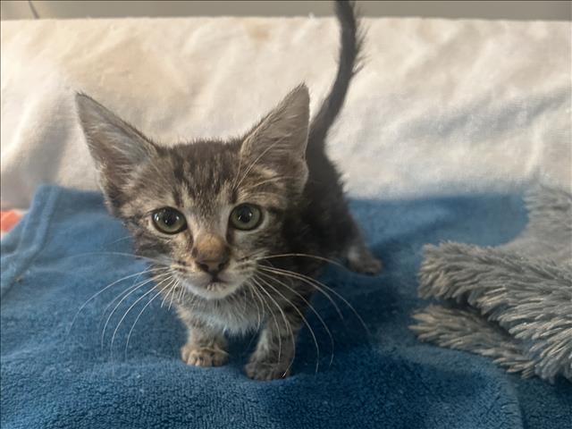 Shelter Stray Female Cat last seen , 957 N Gaffey St, San Pedro, CA 90731, USA