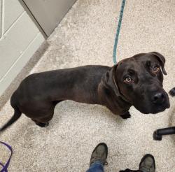 Shelter Stray Male Dog last seen Near BLOCK N MCCULLOCH BLVD, PUEBLO CO 81007, 4600 Eagleridge Pl, Pueblo, CO 81008, USA