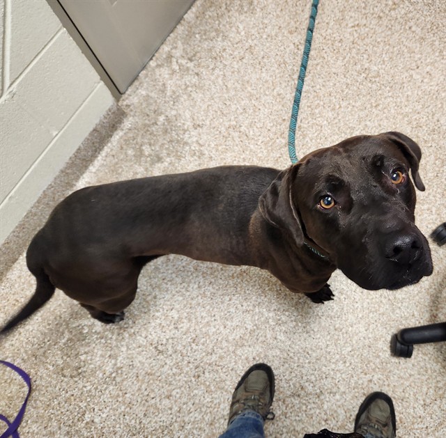 Shelter Stray Male Dog last seen Near BLOCK N MCCULLOCH BLVD, PUEBLO CO 81007, 4600 Eagleridge Pl, Pueblo, CO 81008, USA