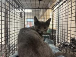 Shelter Stray Male Cat last seen , 957 N Gaffey St, San Pedro, CA 90731, USA