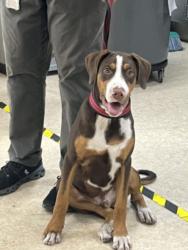 Shelter Stray Male Dog last seen , 957 N Gaffey St, San Pedro, CA 90731, USA