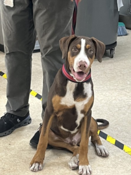 Shelter Stray Male Dog last seen , 957 N Gaffey St, San Pedro, CA 90731, USA