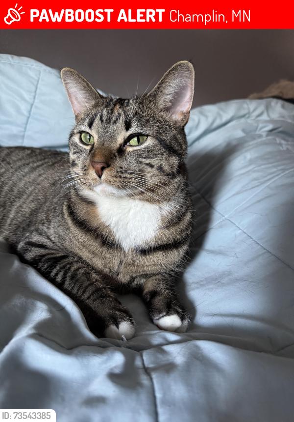 Lost Female Cat last seen Cartway & Dayton, Champlin, MN 55316