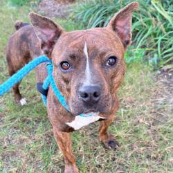 Shelter Stray Female Dog last seen Near, 5001 E Raymond St, Indianapolis, IN 46203, USA