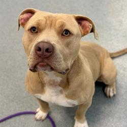 Shelter Stray Male Dog last seen Near, 5001 E Raymond St, Indianapolis, IN 46203, USA