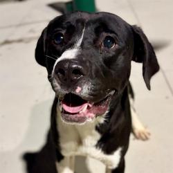Shelter Stray Male Dog last seen Near, 5001 E Raymond St, Indianapolis, IN 46203, USA