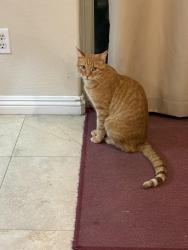 Reunited Male Cat last seen Canary way and 186th St., Queen Creek, AZ 85142
