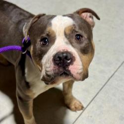 Shelter Stray Female Dog last seen Near, 5001 E Raymond St, Indianapolis, IN 46203, USA