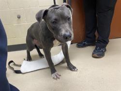 Shelter Stray Female Dog last seen Near BLOCK N 26TH ST, 3839 W Burnham St, West Milwaukee, WI 53215, USA