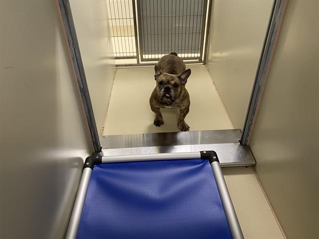 Shelter Stray Female Dog last seen KOSCINSZKO PARK, 3839 W Burnham St, West Milwaukee, WI 53215, USA