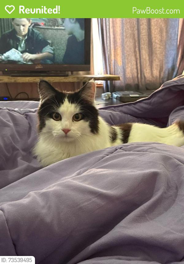 Reunited Male Cat last seen Running down our front steps, Torbanlea, QLD 4662