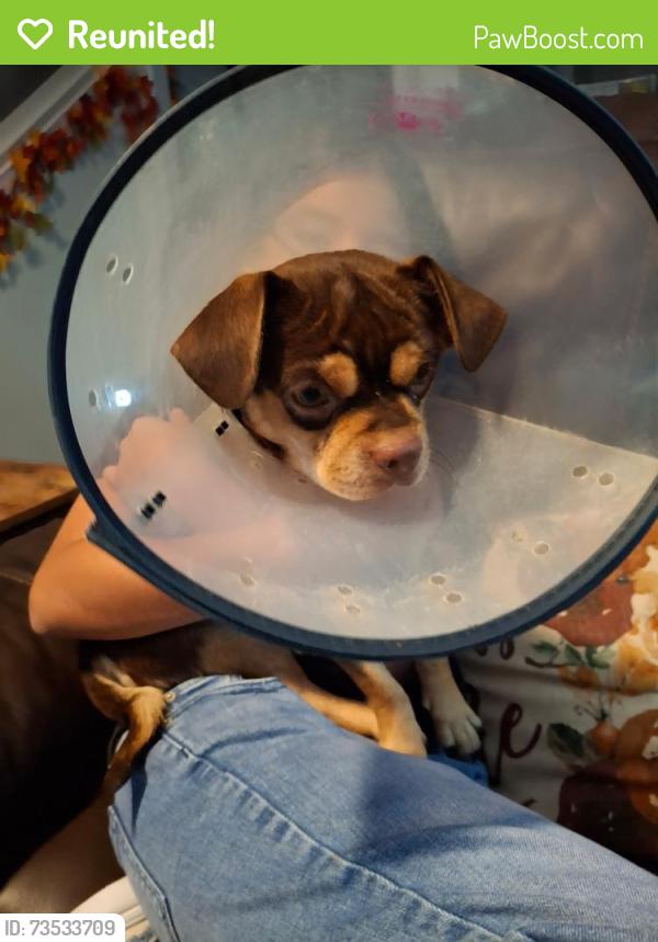 Reunited Male Dog last seen Williams rd, San Benito, TX 78586
