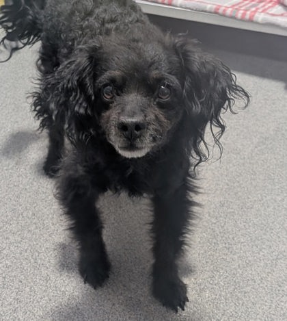 Shelter Stray Male Dog last seen La Entrada, Valencia,, 1209 NM-314, Los Lunas, NM 87031, USA
