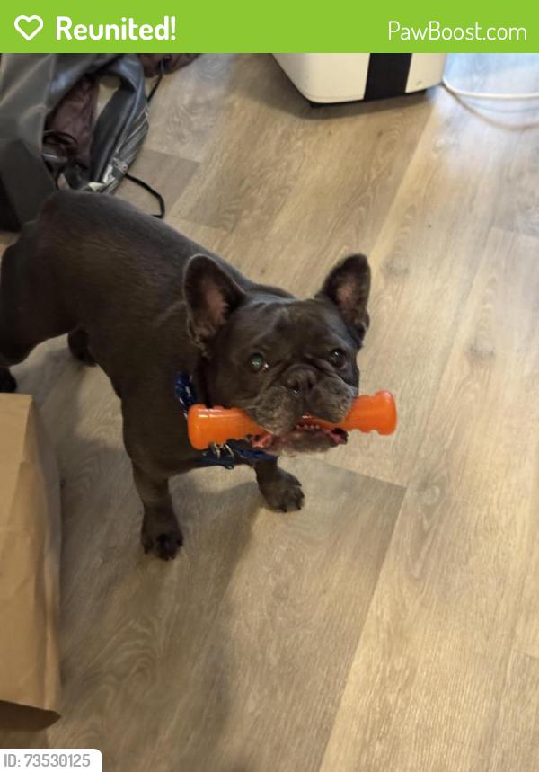 Reunited Male Dog last seen Target, Centerville, UT 84014