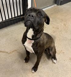 Shelter Stray Male Dog last seen Near W 32, 2nd District, OH, 9203 Detroit Ave, Cleveland, OH 44102, USA