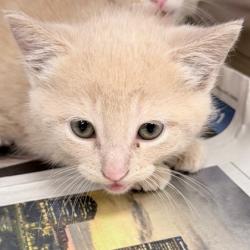 Shelter Stray Female Cat last seen Thomas Drive, Sun Prairie, City of, WI, 5132 Voges Rd, Madison, WI 53718, USA