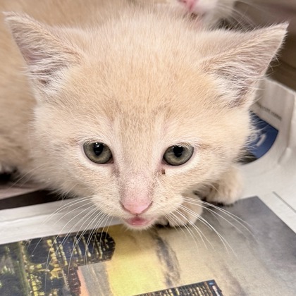 Shelter Stray Female Cat last seen Thomas Drive, Sun Prairie, City of, WI, 5132 Voges Rd, Madison, WI 53718, USA