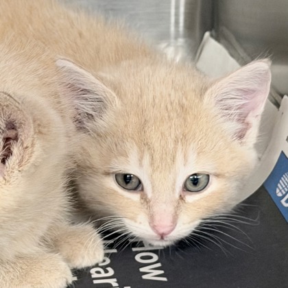Shelter Stray Female Cat last seen Thomas Drive, Sun Prairie, City of, WI, 5132 Voges Rd, Madison, WI 53718, USA