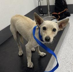 Shelter Stray Female Dog last seen Near Lewis st, Oakland, CA, 1101 29th Ave, Oakland, CA 94601, USA