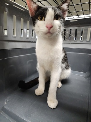 Shelter Stray Unknown Cat last seen doniphan NE, Doniphan, NE, 1312 Sky Park Rd, Grand Island, NE 68801, USA