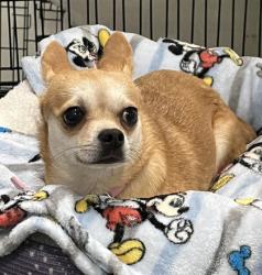 Shelter Stray Female Dog last seen Near S Locust St, Grand Island, NE, 1312 Sky Park Rd, Grand Island, NE 68801, USA