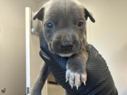 Shelter Stray Male Dog last seen Town East Pool, 75150, TX, 1650 Gross Rd, Mesquite, TX 75149, USA