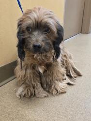 Shelter Stray Female Dog last seen justice street, Cedar Hill, TX, 1150 E Pleasant Run Rd, Cedar Hill, TX 75104, USA