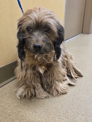 Shelter Stray Female Dog last seen justice street, Cedar Hill, TX, 1150 E Pleasant Run Rd, Cedar Hill, TX 75104, USA