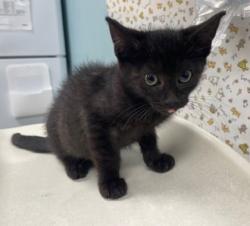 Shelter Stray Male Cat last seen Near S May Ave, Lucas County, OH, 827 Illinois Ave, Maumee, OH 43537, USA