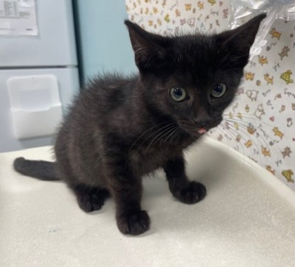 Shelter Stray Male Cat last seen Near S May Ave, Lucas County, OH, 827 Illinois Ave, Maumee, OH 43537, USA