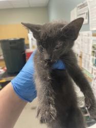 Shelter Stray Female Cat last seen Pleasant Street Walbridge, Wood County, OH, 827 Illinois Ave, Maumee, OH 43537, USA