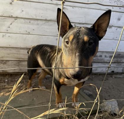 Shelter Stray Female Dog last seen N McCall Ave & E Olive Ave, Sanger Zone Fresno CO 4 93657, CA, 1510 W Dan Ronquillo Dr, Fresno, CA 93706, USA