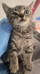Shelter Stray Female Cat last seen N Hughes Ave & W Belmont Ave, Fresno Zone Fresno CO 1A 93706, CA, 1510 W Dan Ronquillo Dr, Fresno, CA 93706, USA