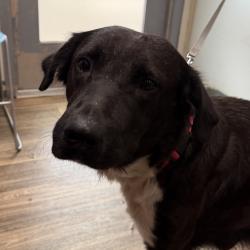 Shelter Stray Female Dog last seen 12th Avenue, San Diego, CA, 92101, 5500 Gaines St, San Diego, CA 92110, USA