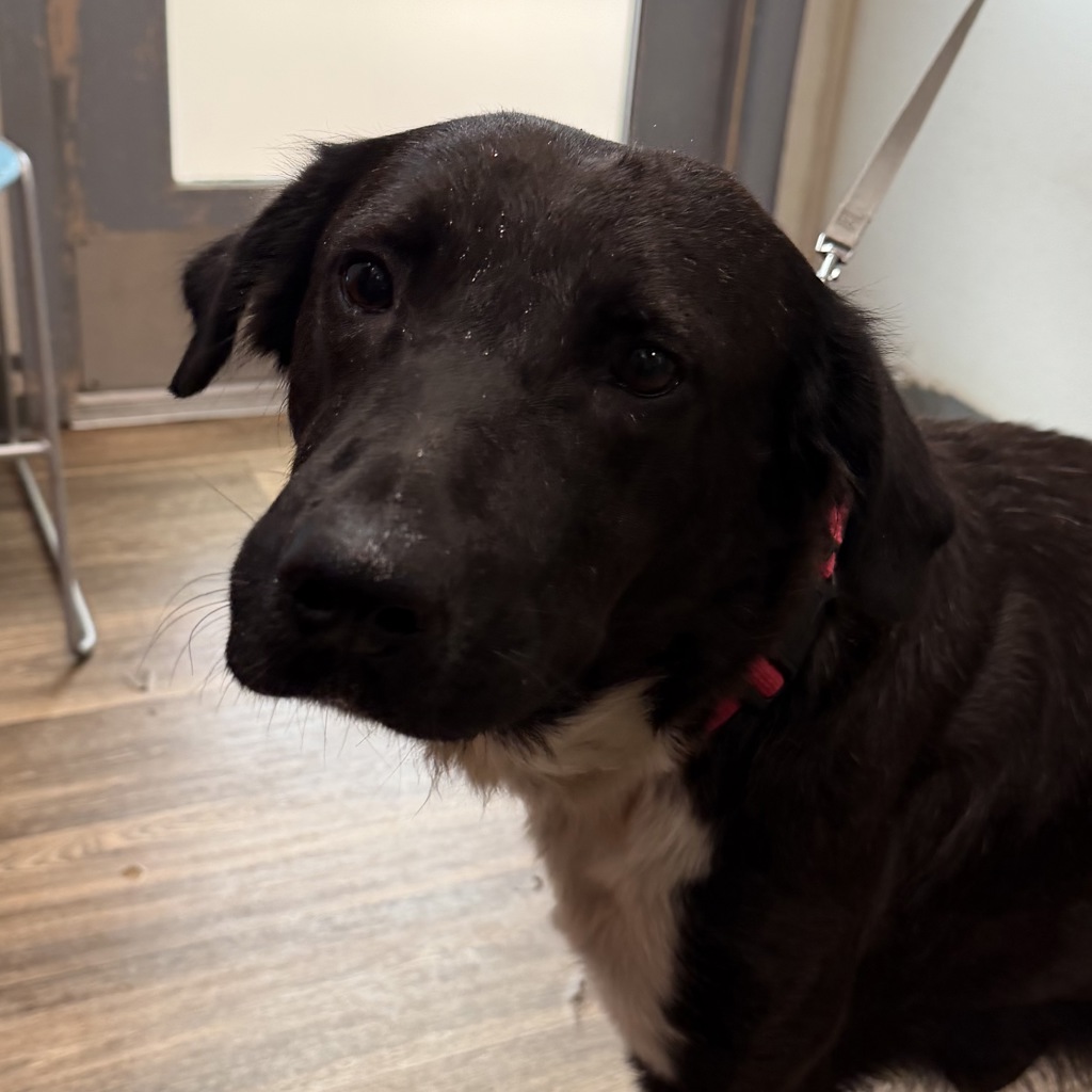 Shelter Stray Female Dog last seen 12th Avenue, San Diego, CA, 92101, 5500 Gaines St, San Diego, CA 92110, USA