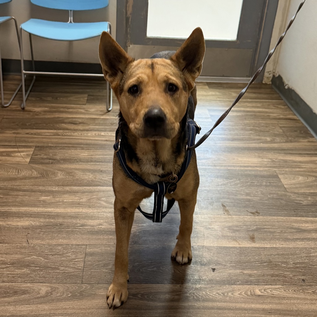 Shelter Stray Female Dog last seen Broadway, El Cajon, CA, 92021, 5500 Gaines St, San Diego, CA 92110, USA