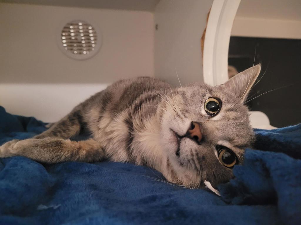Shelter Stray Male Cat last seen Near Town Center Parkway, Santee, CA, 92071, El Cajon, CA 92020, USA