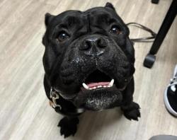 Shelter Stray Male Dog last seen Near Capistrano Drive, Oceanside, CA, 92058, Oceanside, CA 92058, USA