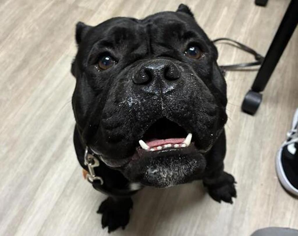 Shelter Stray Male Dog last seen Near Capistrano Drive, Oceanside, CA, 92058, Oceanside, CA 92058, USA