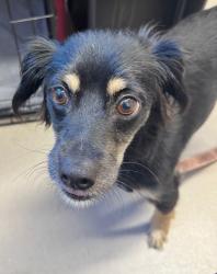 Shelter Stray Female Dog last seen Near W Main Street, El Cajon, CA, 92020, El Cajon, CA 92020, USA