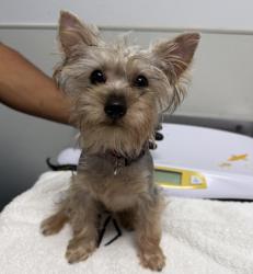 Shelter Stray Female Dog last seen Near Marlborough Avenue, San Diego, CA, 92105, 5500 Gaines St, San Diego, CA 92110, USA