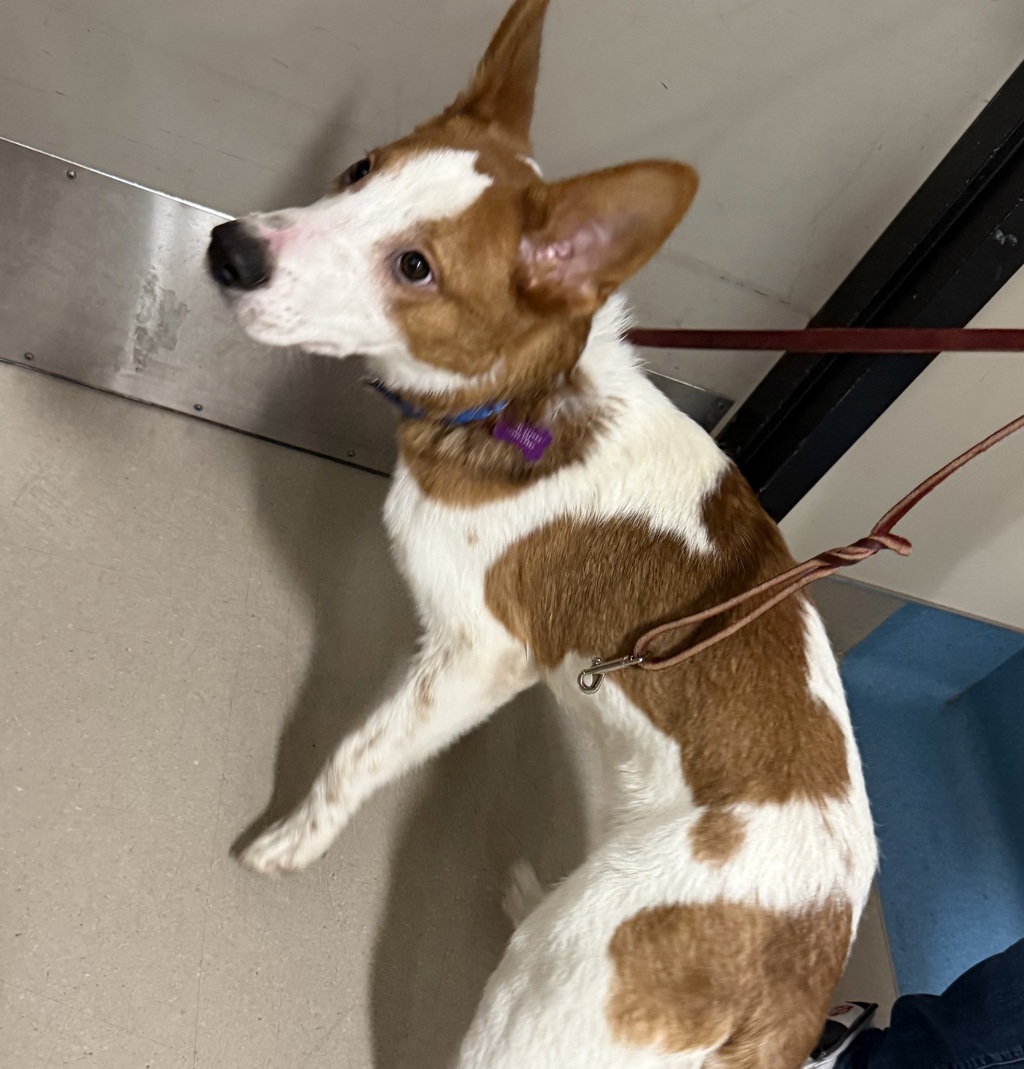Shelter Stray Male Dog last seen Near N Coast Highway, Oceanside, CA, 92054, El Cajon, CA 92020, USA